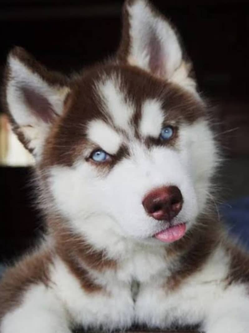 Husky puppies 0336/1777/030 1