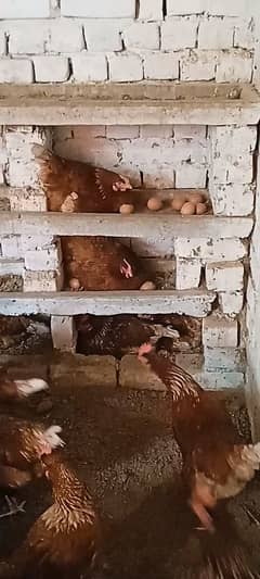 egg laying hens