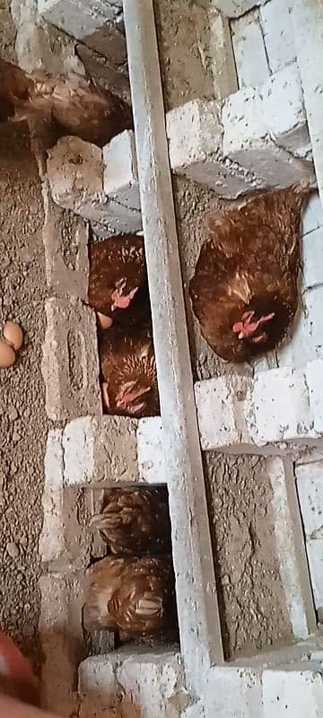 egg laying hens 1