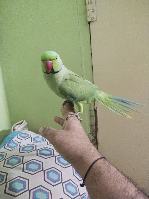 green ringneck adult handtame male 0