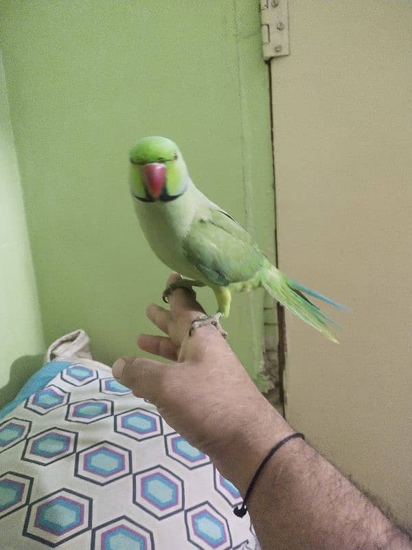 green ringneck adult handtame male 1