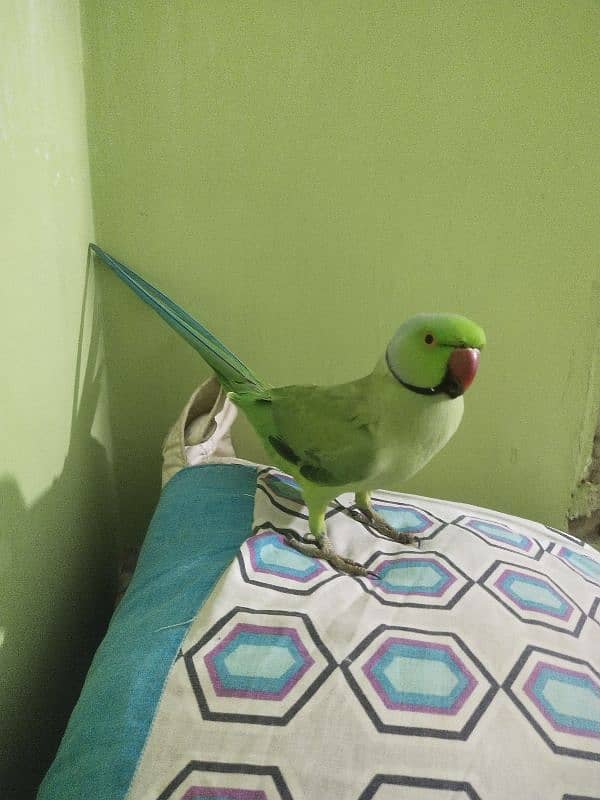 green ringneck adult handtame male 2