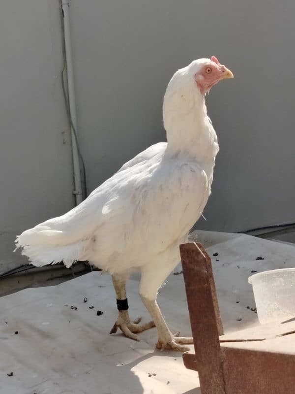 High quality Heera female 1