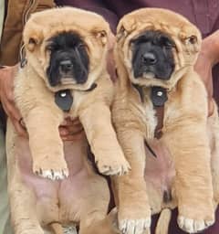 king kurdish Kanga l kurdish kangal puppies| security dog