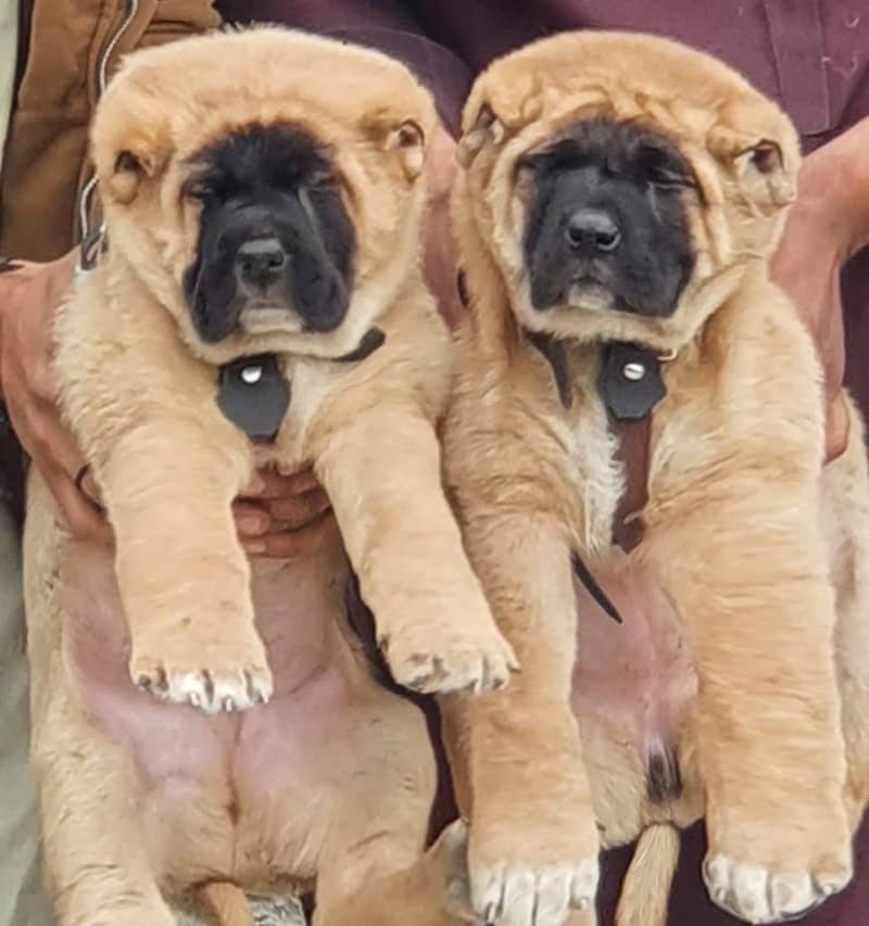 king kurdish Kanga l kurdish kangal puppies| security dog 0