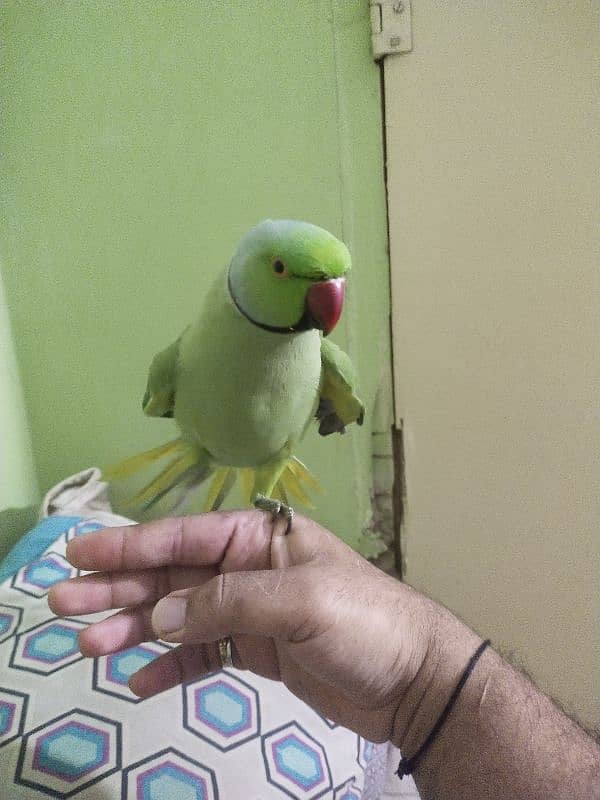 green ringneck adult handtame male 7