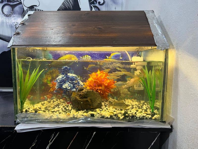 Fish aquarium with fish and Air filter pump and everything 7