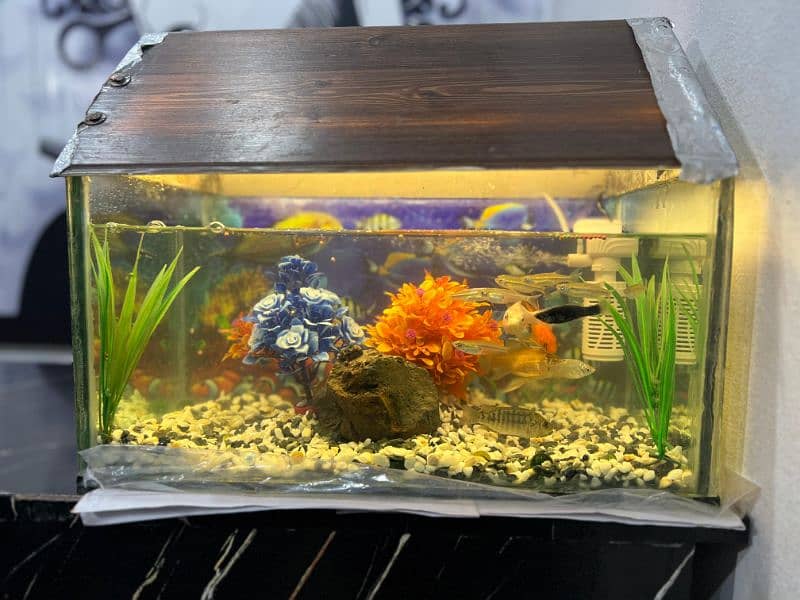 Fish aquarium with fish and Air filter pump and everything 8