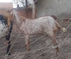 Goats Makhi Cheena