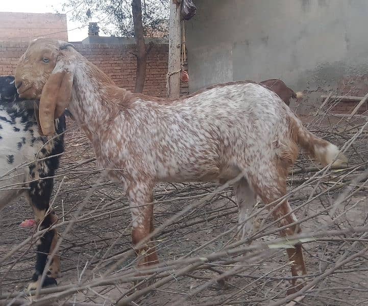 Goats Makhi Cheena 0