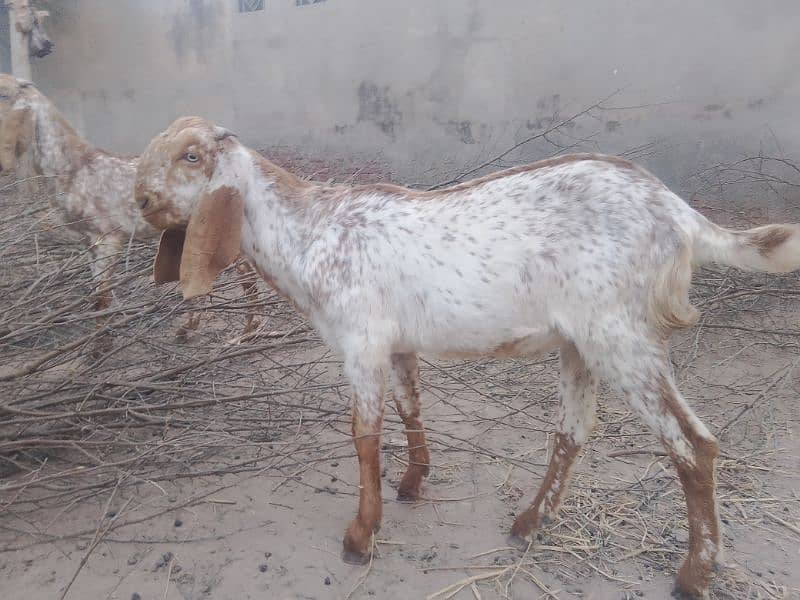 Goats Makhi Cheena 1