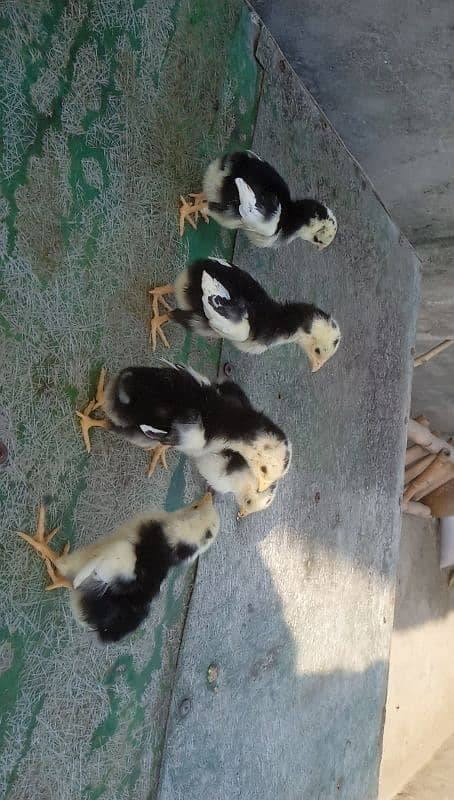 Shamo Chicks | Chicks | Shamo Black | Aseel | Fancy Birds 4