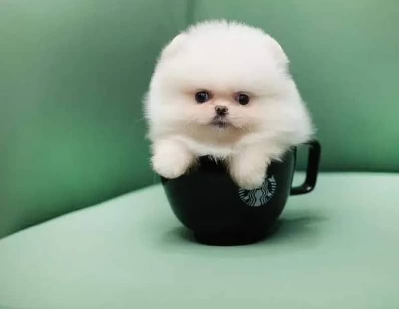 Pomeranian puppies 03361777030 0