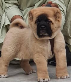 kurdish Kangal dog | kurdish kangal puppies |kangal puppy| security