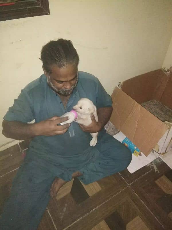 Labrador baby 2 week ka hai 2