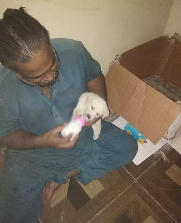 Labrador baby 2 week ka hai 5