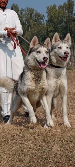 Husky Siberian female 6 months for sale