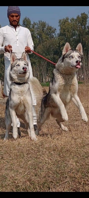 Husky Siberian female 6 months for sale 1