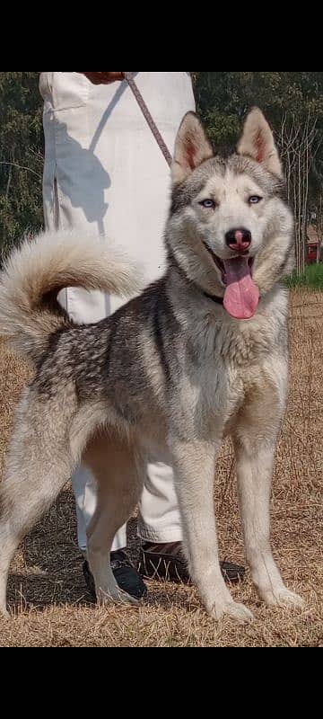 Husky Siberian female 6 months for sale 2