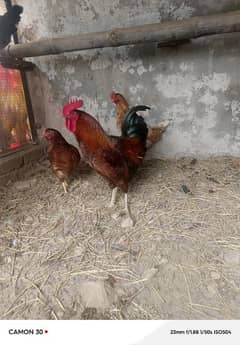 Desi breeder pair for sale