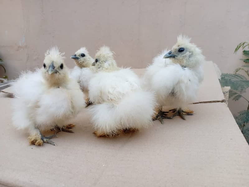 Silkie Chicks 1 Month 0