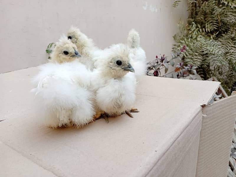 Silkie Chicks 1 Month 1