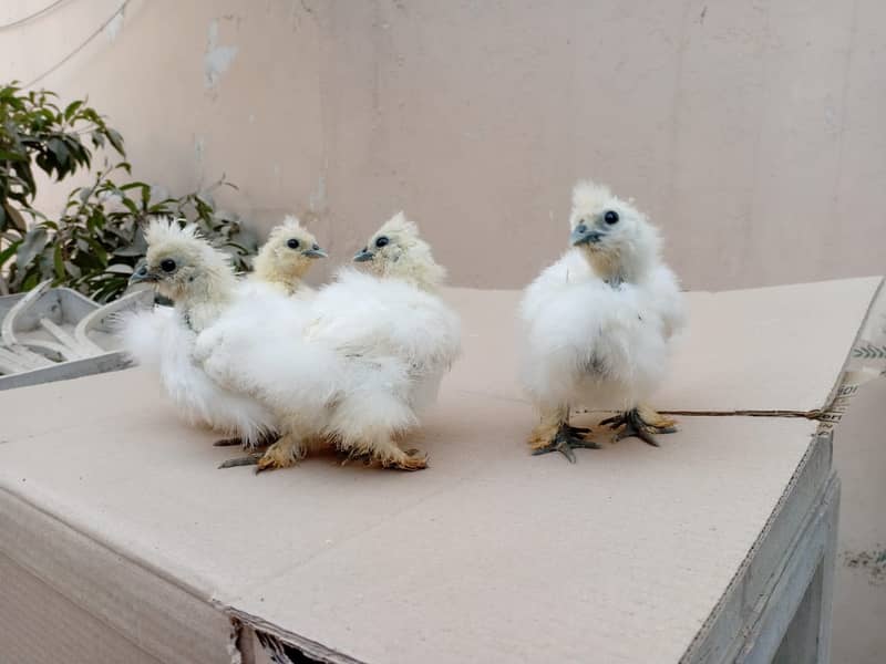 Silkie Chicks 1 Month 2