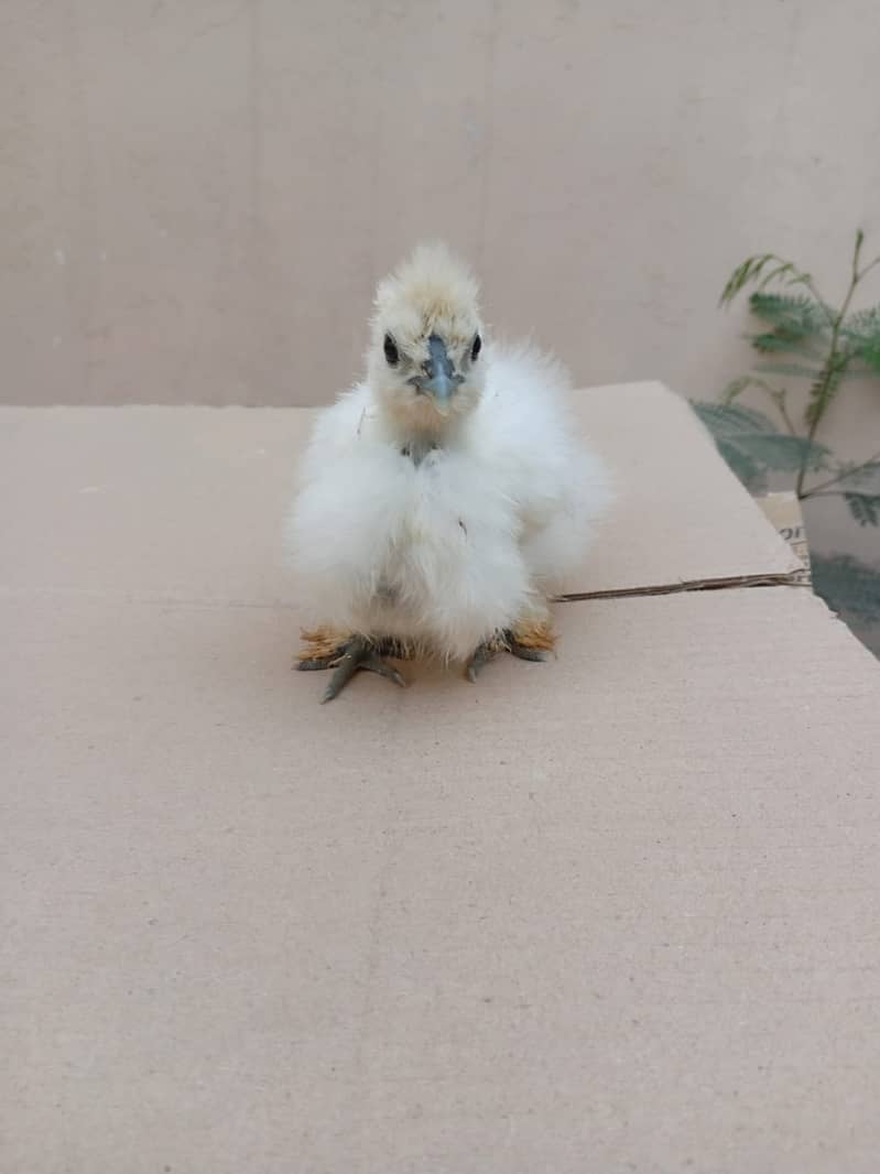 Silkie Chicks 1 Month 3