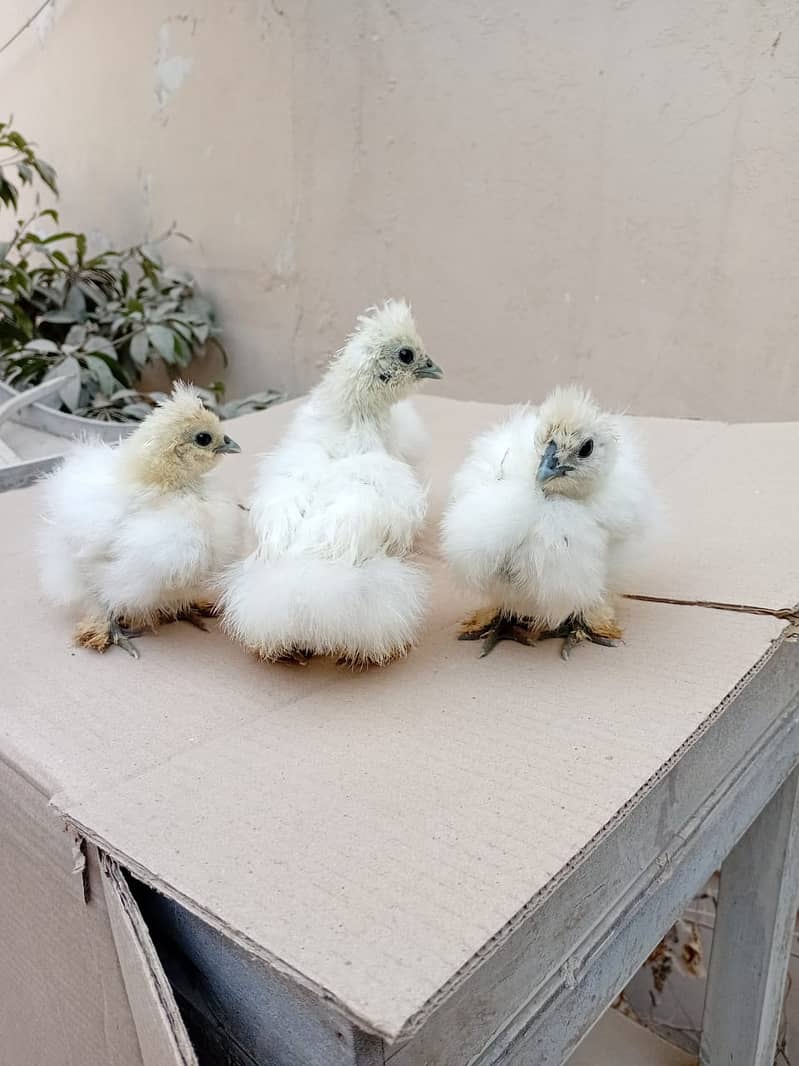 Silkie Chicks 1 Month 4