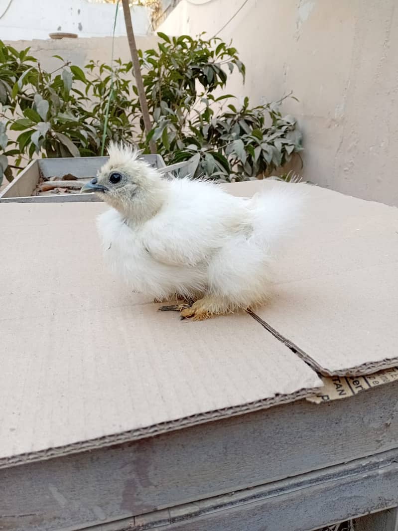 Silkie Chicks 1 Month 5