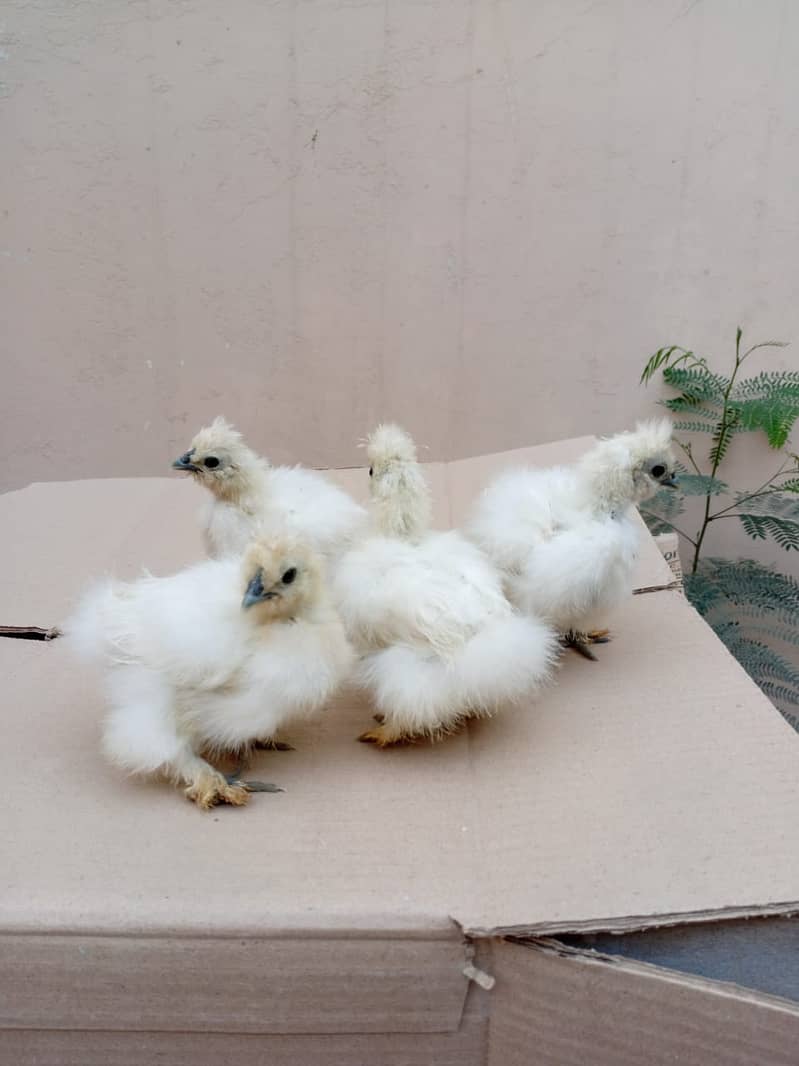 Silkie Chicks 1 Month 6