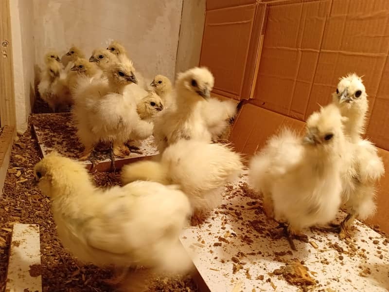 Silkie Chicks 1 Month 7