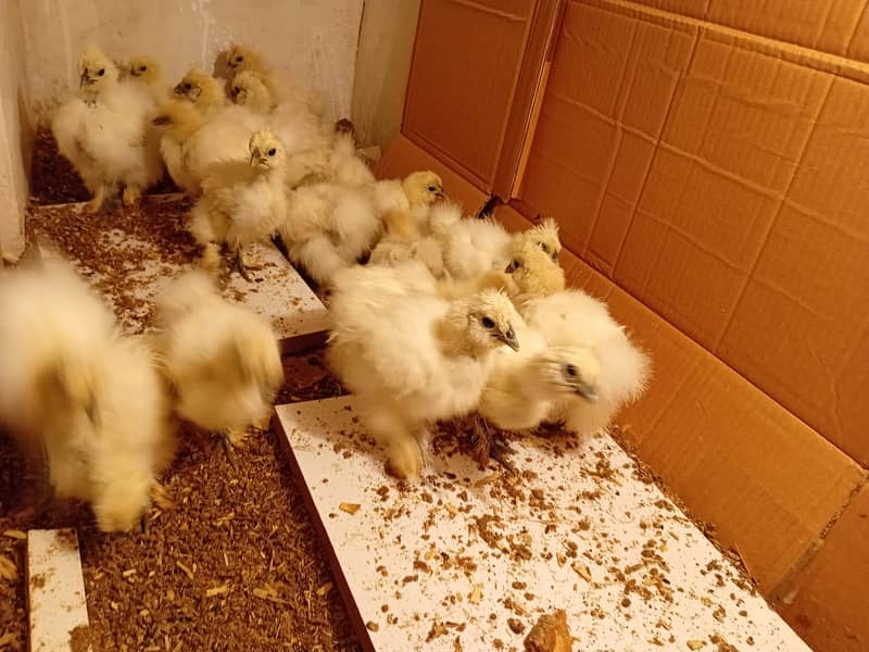 Silkie Chicks 1 Month 8