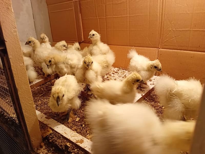 Silkie Chicks 1 Month 9