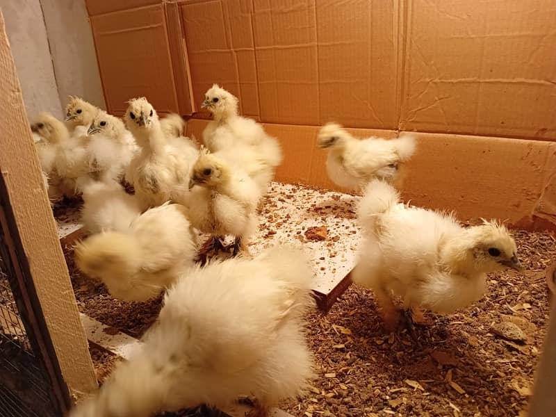 Silkie Chicks 1 Month 10