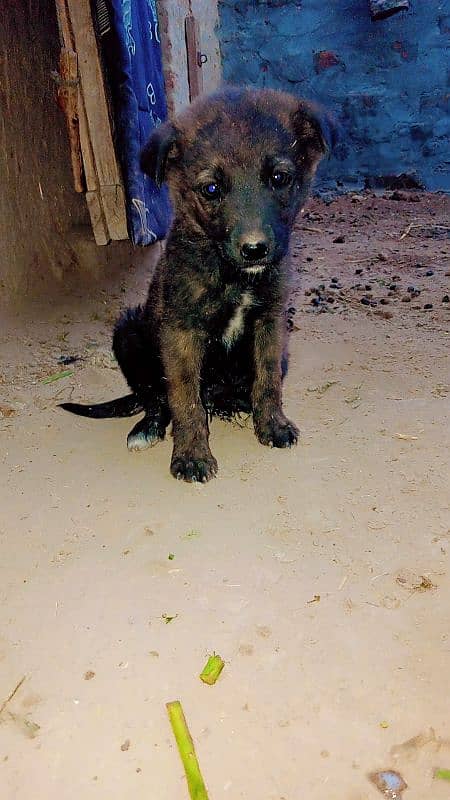 Bagyaari/Bakarwaal male puppy 3