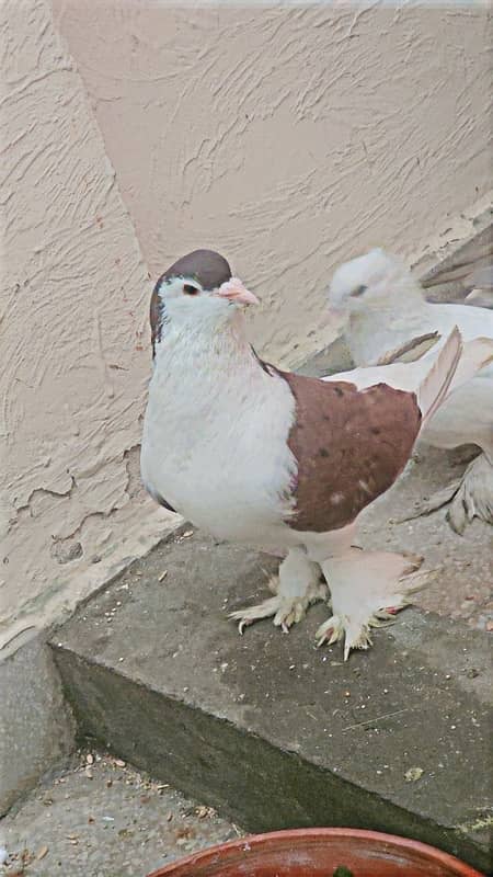 brown sherazi pair ,2 male fainta lucky pegion 2