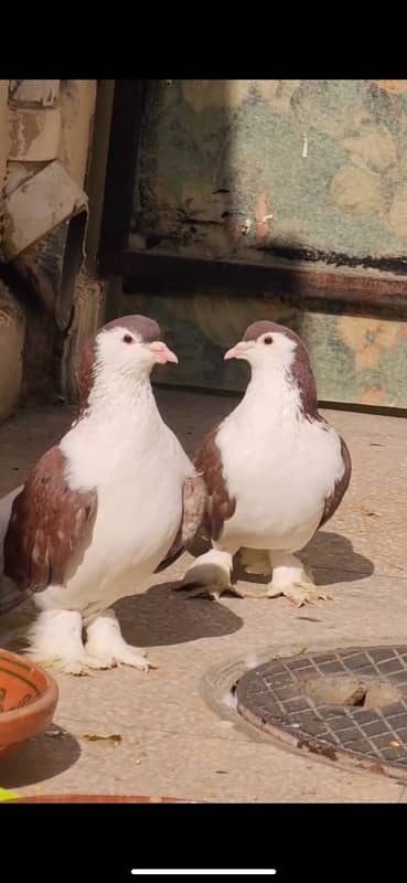 brown sherazi pair ,2 male fainta lucky pegion 3