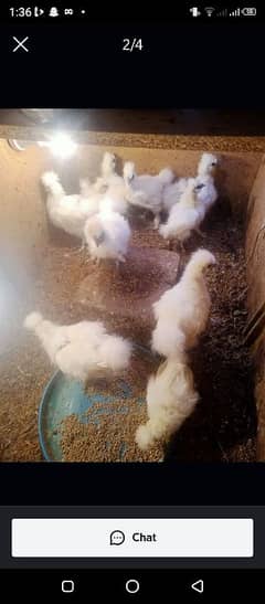 Silkie bantam polish chicks for sale