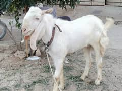 bakra sale