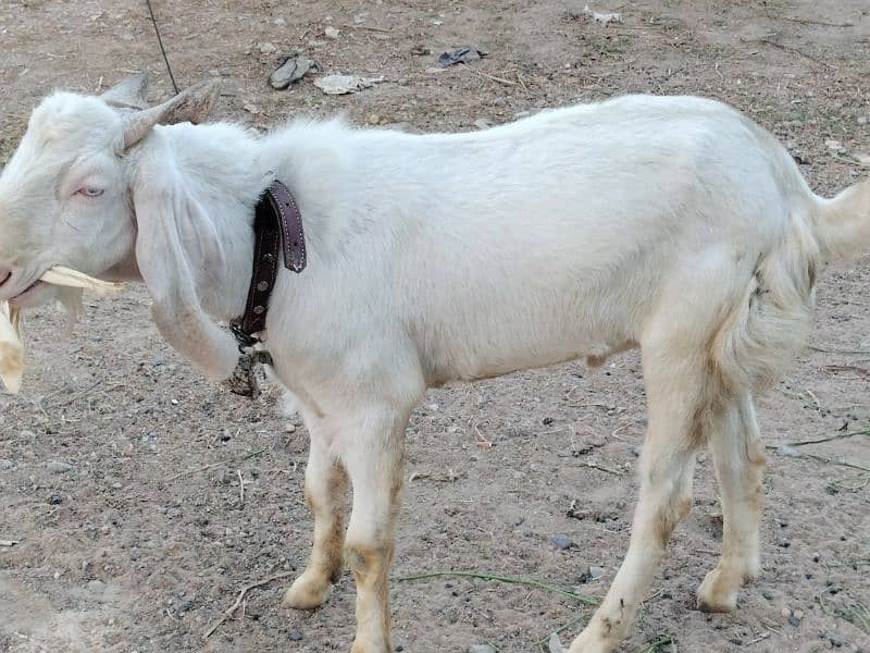 bakra sale 1