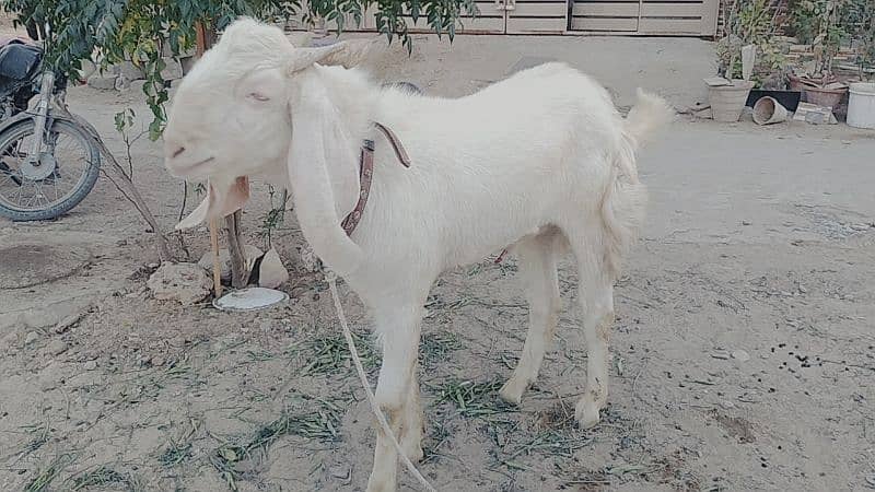 bakra sale 3