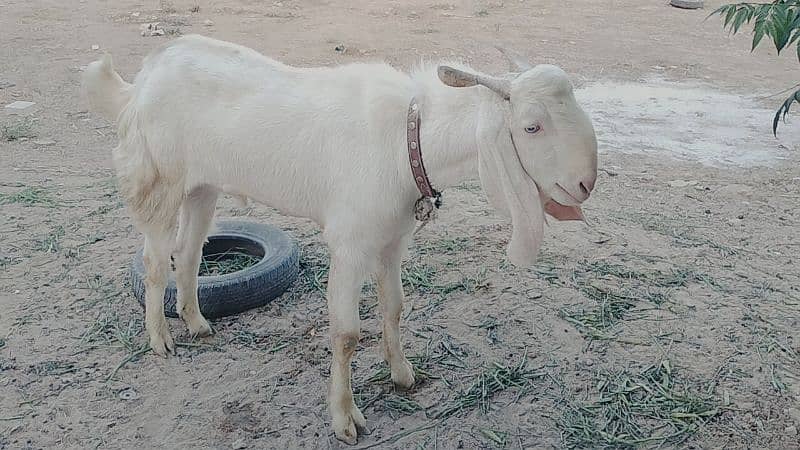 bakra sale 4