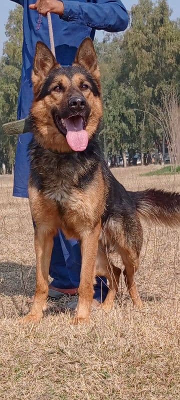 King Shepherd mail 1 years for sale 0