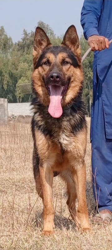 King Shepherd mail 1 years for sale 1