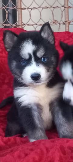 Siberian Husky Puppies. Blue Eyes. Wooly Coat. Heavy Bone Structure