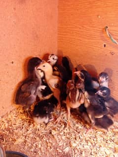 Thai pokeye chicks for sale