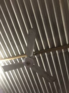 celling  fan