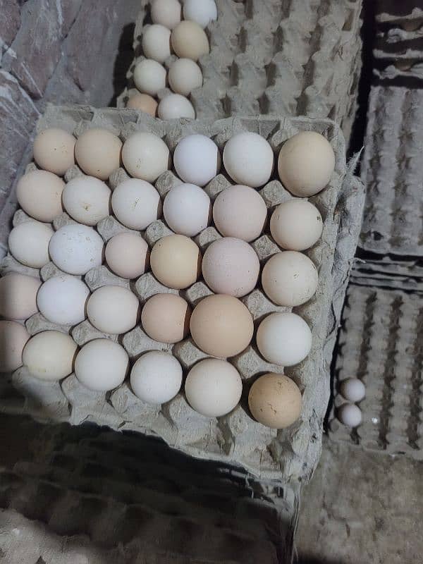 Desi Eggs / Misri 0