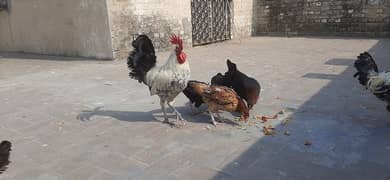 Hen for sale | aseel hen | Desi hen | Golden Misri hen